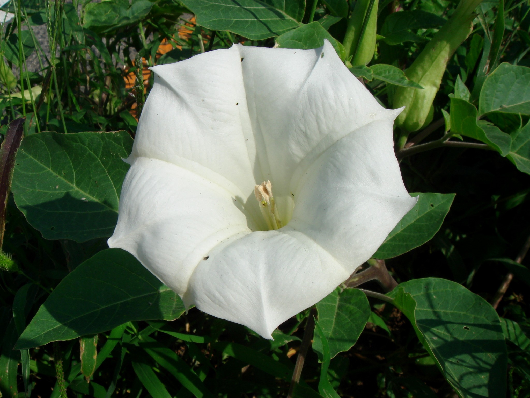 Datura inoxia Miller